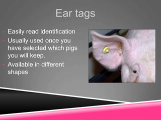 Ear tags
• Easily read identification
• Usually used once you
have selected which pigs
you will keep.
• Available in different
shapes
 