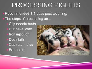 PROCESSING PIGLETS
Recommended 1-4 days post weaning.
The steps of processing are:
Clip needle teeth
Cut navel cord
Iron injection
Dock tails
Castrate males
Ear notch
 