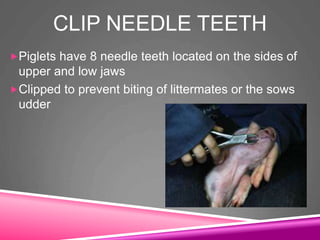 CLIP NEEDLE TEETH
Piglets have 8 needle teeth located on the sides of
upper and low jaws
Clipped to prevent biting of littermates or the sows
udder
 