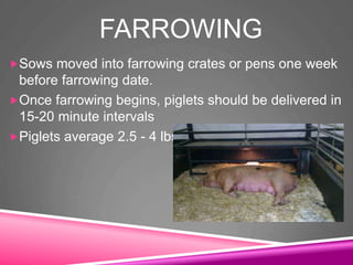 FARROWING
Sows moved into farrowing crates or pens one week
before farrowing date.
Once farrowing begins, piglets should be delivered in
15-20 minute intervals
Piglets average 2.5 - 4 lbs.
 