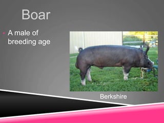 Boar
• A male of
breeding age
Berkshire
 