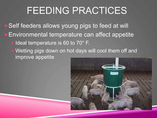 FEEDING PRACTICES
Self feeders allows young pigs to feed at will
Environmental temperature can affect appetite
 Ideal temperature is 60 to 70° F.
 Wetting pigs down on hot days will cool them off and
improve appetite
 