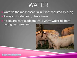WATER
Water is the most essential nutrient required by a pig
Always provide fresh, clean water
If pigs are kept outdoors, haul warm water to them
during cold weather
 