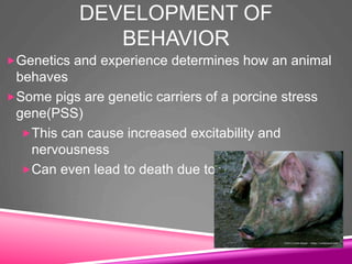 DEVELOPMENT OF
BEHAVIOR
Genetics and experience determines how an animal
behaves
Some pigs are genetic carriers of a porcine stress
gene(PSS)
This can cause increased excitability and
nervousness
Can even lead to death due to extreme stress
 