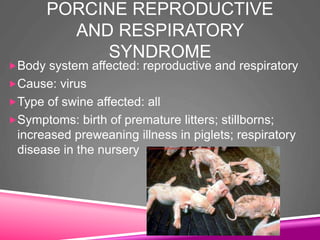 PORCINE REPRODUCTIVE
AND RESPIRATORY
SYNDROME
Body system affected: reproductive and respiratory
Cause: virus
Type of swine affected: all
Symptoms: birth of premature litters; stillborns;
increased preweaning illness in piglets; respiratory
disease in the nursery
 