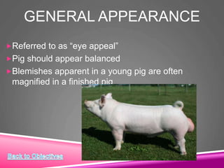 GENERAL APPEARANCE
Referred to as “eye appeal”
Pig should appear balanced
Blemishes apparent in a young pig are often
magnified in a finished pig
 