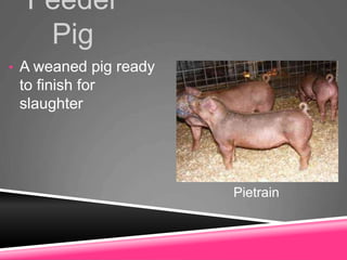 Feeder
Pig
• A weaned pig ready
to finish for
slaughter
Pietrain
 