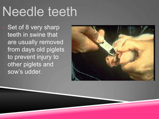 Needle teeth
• Set of 8 very sharp
teeth in swine that
are usually removed
from days old piglets
to prevent injury to
other piglets and
sow’s udder.
 
