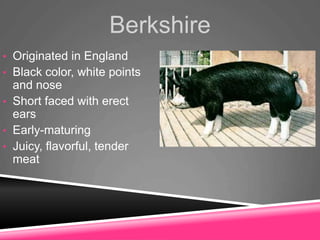 Berkshire
• Originated in England
• Black color, white points
and nose
• Short faced with erect
ears
• Early-maturing
• Juicy, flavorful, tender
meat
 