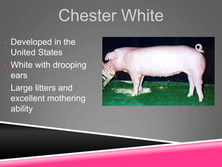 Chester White
• Developed in the
United States
• White with drooping
ears
• Large litters and
excellent mothering
ability
 