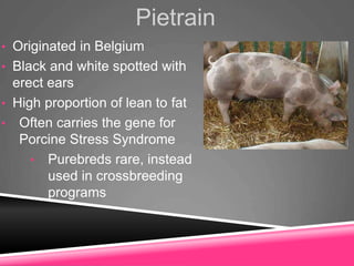 Pietrain
• Originated in Belgium
• Black and white spotted with
erect ears
• High proportion of lean to fat
• Often carries the gene for
Porcine Stress Syndrome
• Purebreds rare, instead
used in crossbreeding
programs
 