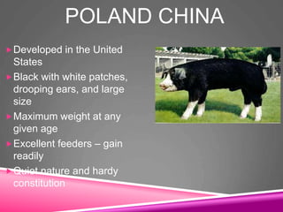 POLAND CHINA
Developed in the United
States
Black with white patches,
drooping ears, and large
size
Maximum weight at any
given age
Excellent feeders – gain
readily
Quiet nature and hardy
constitution
 