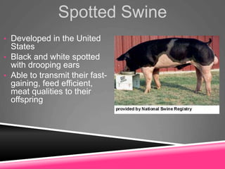 Spotted Swine
• Developed in the United
States
• Black and white spotted
with drooping ears
• Able to transmit their fast-
gaining, feed efficient,
meat qualities to their
offspring
 