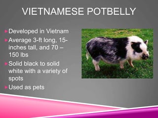 VIETNAMESE POTBELLY
Developed in Vietnam
Average 3-ft long, 15-
inches tall, and 70 –
150 lbs
Solid black to solid
white with a variety of
spots
Used as pets
 