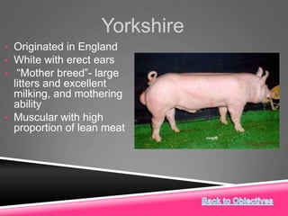 Yorkshire
• Originated in England
• White with erect ears
• “Mother breed”- large
litters and excellent
milking, and mothering
ability
• Muscular with high
proportion of lean meat
 
