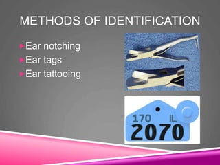 METHODS OF IDENTIFICATION
Ear notching
Ear tags
Ear tattooing
 