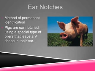 Ear Notches
• Method of permanent
identification
• Pigs are ear notched
using a special type of
pliers that leave a V
shape in their ear.
 