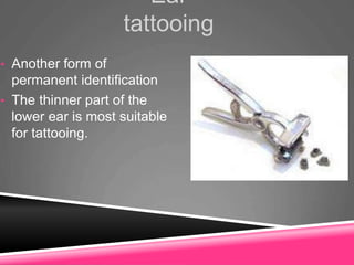 Ear
tattooing
• Another form of
permanent identification
• The thinner part of the
lower ear is most suitable
for tattooing.
 