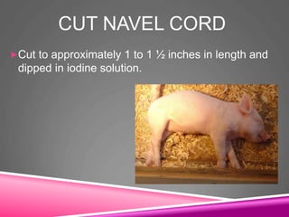 CUT NAVEL CORD
Cut to approximately 1 to 1 ½ inches in length and
dipped in iodine solution.
 