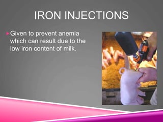 IRON INJECTIONS
Given to prevent anemia
which can result due to the
low iron content of milk.
 
