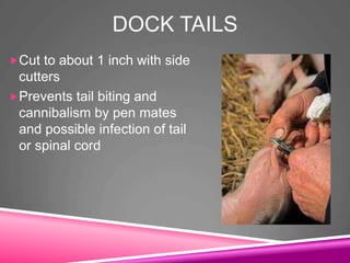 DOCK TAILS
Cut to about 1 inch with side
cutters
Prevents tail biting and
cannibalism by pen mates
and possible infection of tail
or spinal cord
 