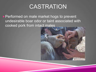 CASTRATION
Performed on male market hogs to prevent
undesirable boar odor or taint associated with
cooked pork from intact males
 