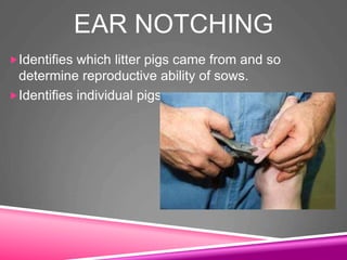 EAR NOTCHING
Identifies which litter pigs came from and so
determine reproductive ability of sows.
Identifies individual pigs
 