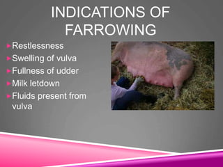INDICATIONS OF
FARROWING
Restlessness
Swelling of vulva
Fullness of udder
Milk letdown
Fluids present from
vulva
 