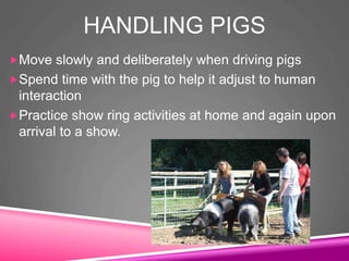 HANDLING PIGS
Move slowly and deliberately when driving pigs
Spend time with the pig to help it adjust to human
interaction
Practice show ring activities at home and again upon
arrival to a show.
 