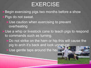 EXERCISE
Begin exercising pigs two months before a show
Pigs do not sweat.
Use caution when exercising to prevent
overheating
Use a whip or livestock cane to teach pigs to respond
to commands such as turning.
Do not strike on the ham or hip this will cause the
pig to arch it’s back and look unnatural.
Use gentle taps around the head
 