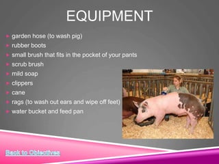 EQUIPMENT
 garden hose (to wash pig)
 rubber boots
 small brush that fits in the pocket of your pants
 scrub brush
 mild soap
 clippers
 cane
 rags (to wash out ears and wipe off feet)
 water bucket and feed pan
 