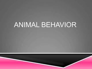ANIMAL BEHAVIOR
 