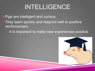 INTELLIGENCE
Pigs are intelligent and curious
They learn quickly and respond well to positive
reinforcement.
It is important to make new experiences positive
 