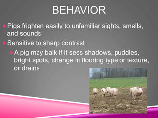 BEHAVIOR
Pigs frighten easily to unfamiliar sights, smells,
and sounds
Sensitive to sharp contrast
A pig may balk if it sees shadows, puddles,
bright spots, change in flooring type or texture,
or drains
 