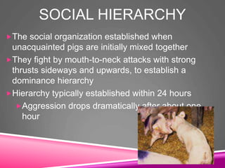 SOCIAL HIERARCHY
The social organization established when
unacquainted pigs are initially mixed together
They fight by mouth-to-neck attacks with strong
thrusts sideways and upwards, to establish a
dominance hierarchy
Hierarchy typically established within 24 hours
Aggression drops dramatically after about one
hour
 