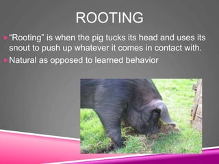 ROOTING
“Rooting” is when the pig tucks its head and uses its
snout to push up whatever it comes in contact with.
Natural as opposed to learned behavior
 