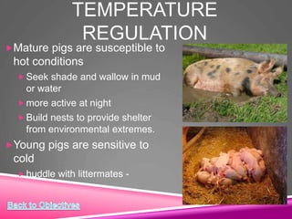 TEMPERATURE
REGULATION
Mature pigs are susceptible to
hot conditions
 Seek shade and wallow in mud
or water
 more active at night
 Build nests to provide shelter
from environmental extremes.
Young pigs are sensitive to
cold
 huddle with littermates -
 