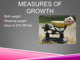 MEASURES OF
GROWTH
Birth weight
Weaning weight
Days to 270-280 lbs
 