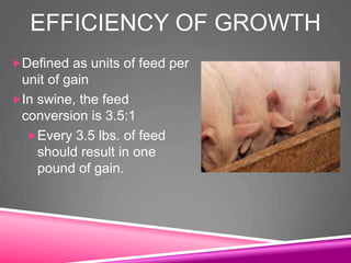 EFFICIENCY OF GROWTH
Defined as units of feed per
unit of gain
In swine, the feed
conversion is 3.5:1
Every 3.5 lbs. of feed
should result in one
pound of gain.
 