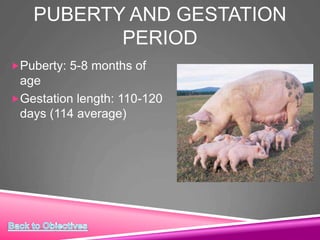 PUBERTY AND GESTATION
PERIOD
Puberty: 5-8 months of
age
Gestation length: 110-120
days (114 average)
 