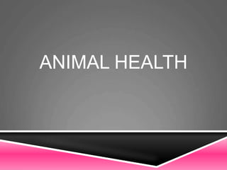 ANIMAL HEALTH
 