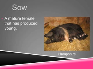 Sow
• A mature female
that has produced
young.
Hampshire
 