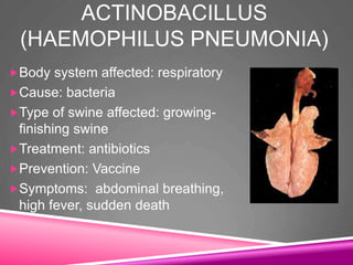 ACTINOBACILLUS
(HAEMOPHILUS PNEUMONIA)
Body system affected: respiratory
Cause: bacteria
Type of swine affected: growing-
finishing swine
Treatment: antibiotics
Prevention: Vaccine
Symptoms: abdominal breathing,
high fever, sudden death
 
