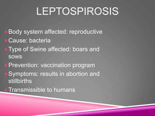 LEPTOSPIROSIS
Body system affected: reproductive
Cause: bacteria
Type of Swine affected: boars and
sows
Prevention: vaccination program
Symptoms: results in abortion and
stillbirths
Transmissible to humans
 