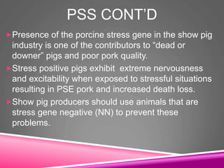 PSS CONT’D
Presence of the porcine stress gene in the show pig
industry is one of the contributors to “dead or
downer” pigs and poor pork quality.
Stress positive pigs exhibit extreme nervousness
and excitability when exposed to stressful situations
resulting in PSE pork and increased death loss.
Show pig producers should use animals that are
stress gene negative (NN) to prevent these
problems.
 