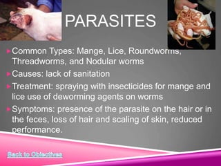 PARASITES
Common Types: Mange, Lice, Roundworms,
Threadworms, and Nodular worms
Causes: lack of sanitation
Treatment: spraying with insecticides for mange and
lice use of deworming agents on worms
Symptoms: presence of the parasite on the hair or in
the feces, loss of hair and scaling of skin, reduced
performance.
 