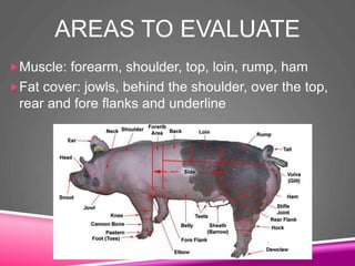 AREAS TO EVALUATE
Muscle: forearm, shoulder, top, loin, rump, ham
Fat cover: jowls, behind the shoulder, over the top,
rear and fore flanks and underline
 