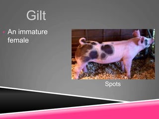 Gilt
• An immature
female
Spots
 