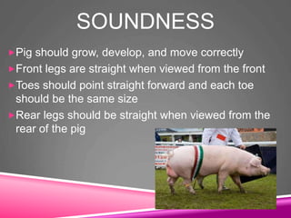 SOUNDNESS
Pig should grow, develop, and move correctly
Front legs are straight when viewed from the front
Toes should point straight forward and each toe
should be the same size
Rear legs should be straight when viewed from the
rear of the pig
 