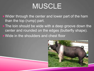 MUSCLE
Wider through the center and lower part of the ham
than the top (rump) part.
The loin should be wide with a deep groove down the
center and rounded on the edges (butterfly shape).
Wide in the shoulders and chest floor
 